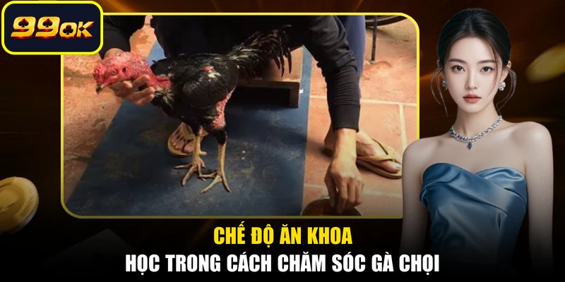 Chế độ ăn khoa học trong cách chăm sóc gà chọi